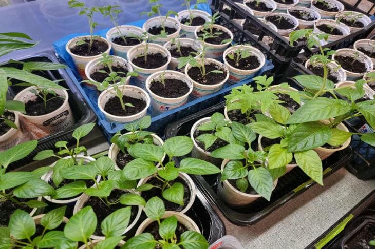 Als de aarde nog slaapt en de zaailingen al staan te popelen: geheimen van de vensterbank in februari