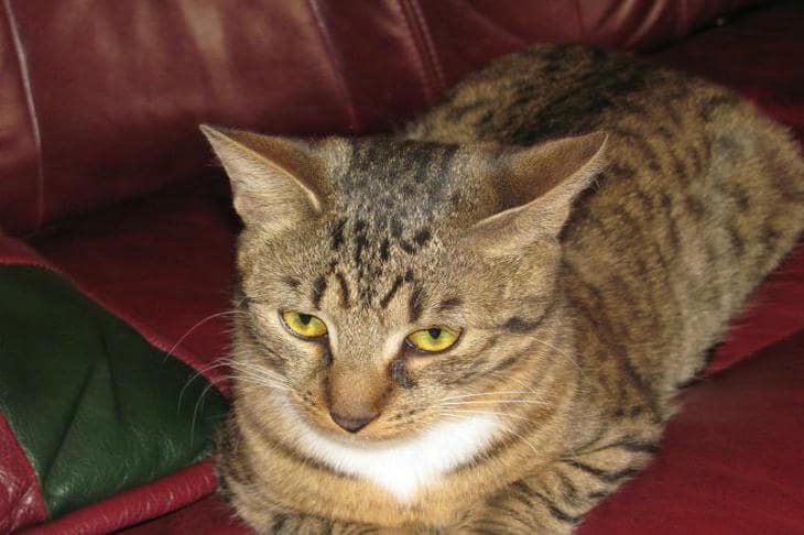 Hoe stilte het gehoor van katten schaadt: de paradox van gevoelige oren