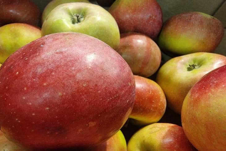 Waarom appelknabbels nodig zijn: hoe rotzooi op tafel azijn in een fles wordt
