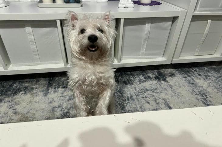 Waarom je hond rolt voor het slapen gaan: een vergeten ritueel uit het wilde verleden