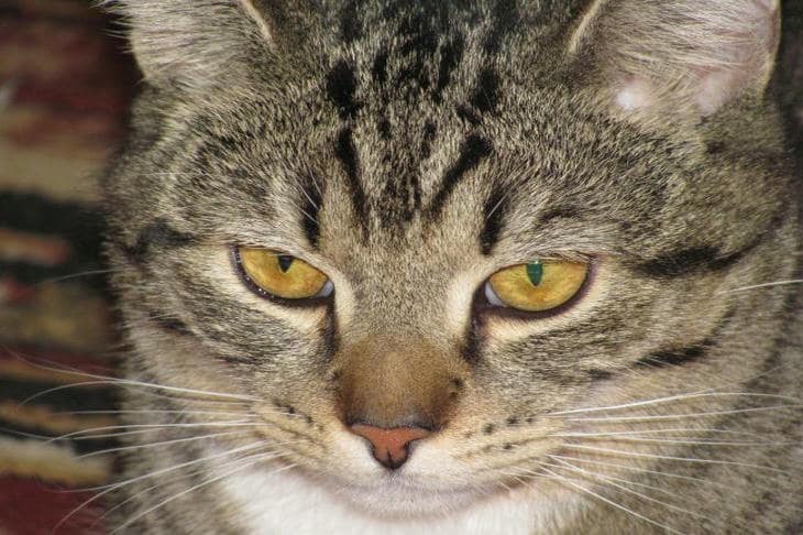 Wat er gebeurt als je je kat niet op speelgoed laat jagen: de prijs van onderdrukte instincten