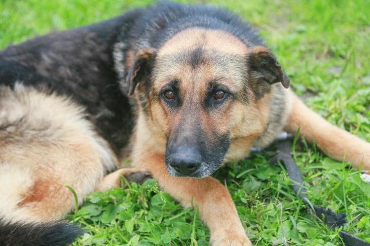 Wat gebeurt er als een hond zonder regels leeft: waarom hij een leider nodig heeft?