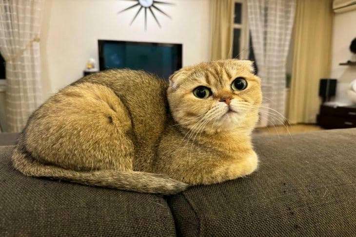 Wat gebeurt er als een kat alleen droogvoer krijgt: de mythe van vocht en aangevallen nieren