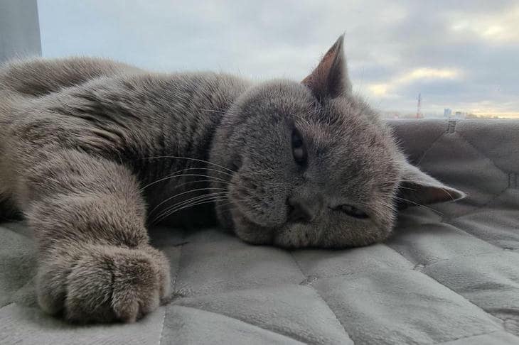 Wat gebeurt er als een kat geen snorharen heeft: mythes en realiteit over vibrissae